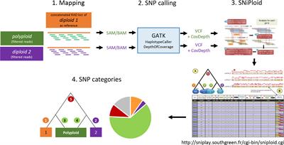 Frontiers | Phylogenomic Relationships and Evolution of Polyploid